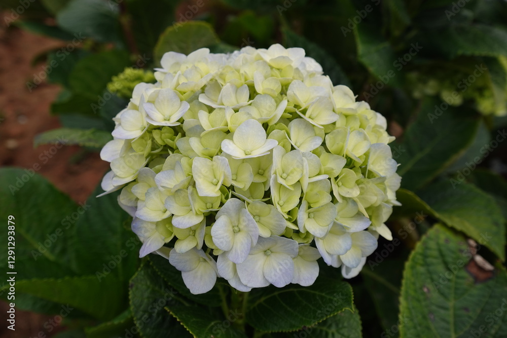 White Yellow Hydrangea White Yellow Hydrangea
