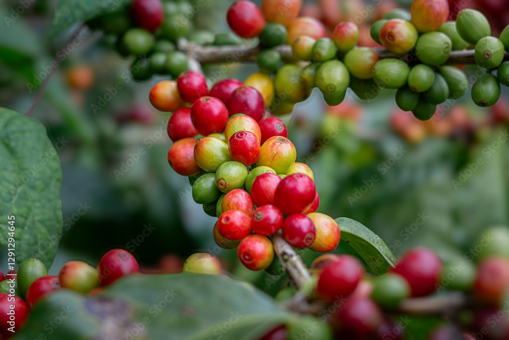 Granos de café en diferentes etapas de maduración en Costa Rica Granos de café en diferentes etapas de maduración en Costa Rica