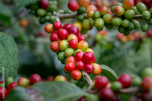 Granos de café en diferentes etapas de maduración en Costa Rica
