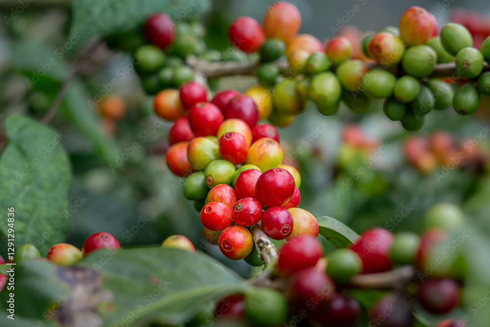 Granos de café en diferentes etapas de maduración en Costa Rica Granos de café en diferentes etapas de maduración en Costa Rica
