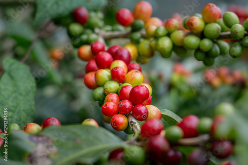 Granos de café en diferentes etapas de maduración en Costa Rica