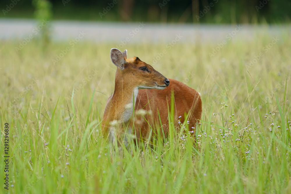 Obraz premium deer female in the forest