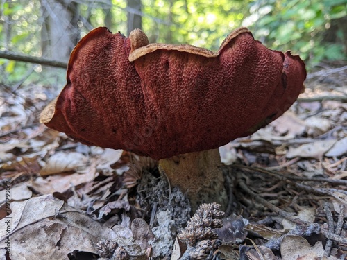Obraz na plátně A colossal respectable mushroom Boletus erythropus in a mountain mixed forest