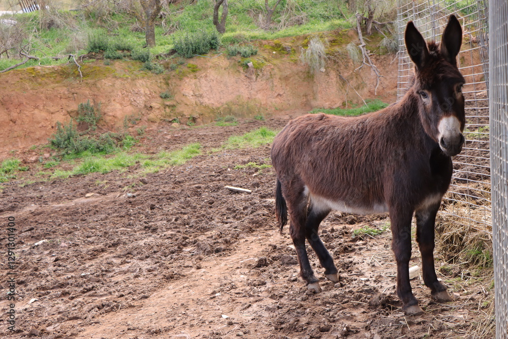 donkey in nature, peace and harmony of rural life donkey in nature, peace and harmony of rural life