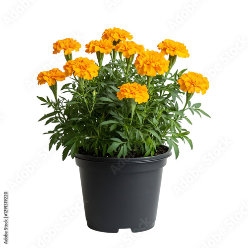 A Vibrant Potted Marigold Plant with Golden Yellow Flowers Isolated on Transparent Background