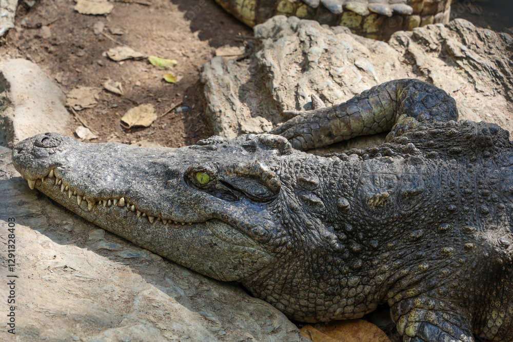 Close up crocodile is action show head in garden Close up crocodile is action show head in garden