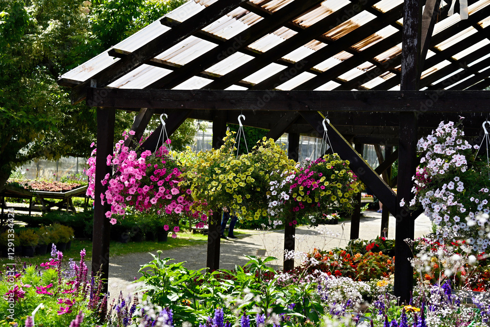 Obraz premium Variety of bright flowering petunias in hanging flower pots in plant nursery.