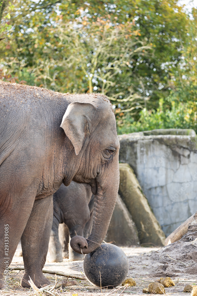 Fototapeta premium Asian Elephant (Elephas maximus), native to forests and grasslands of South and Southeast Asia