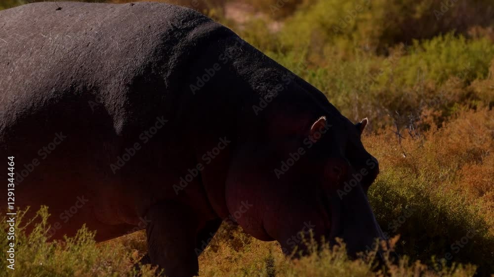 This massive hippo takes a break from the water, enjoying the peaceful tranquility of the open savanna This massive hippo takes a break from the water, enjoying the peaceful tranquility of the open savanna
