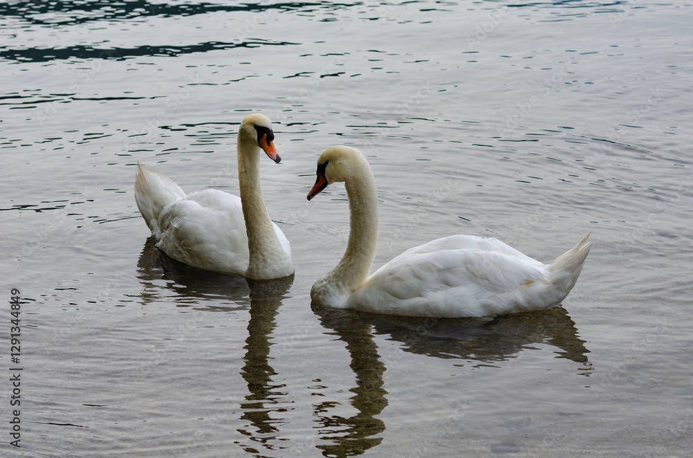 Fototapeta premium The swan is a creature of unrivaled beauty, elegance and grace. Two swans gracefully look at each other creating an unusual picture of fidelity and love.
