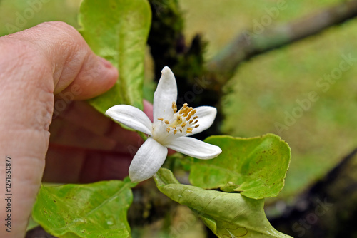 Obraz na płótnie Lime flower on garden in Teresopolis, Rio de Janeiro, Brazil w salonie
