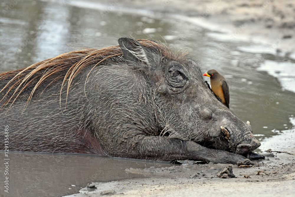 Warzenschwein + Gelbschnabel-Madenhacker (Buphagus africanus)