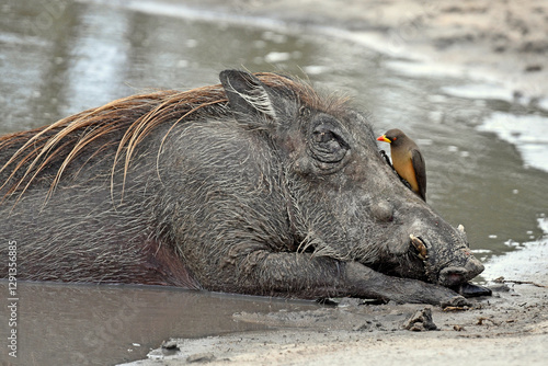 Obraz na płótnie Warzenschwein + Gelbschnabel-Madenhacker (Buphagus africanus) w salonie