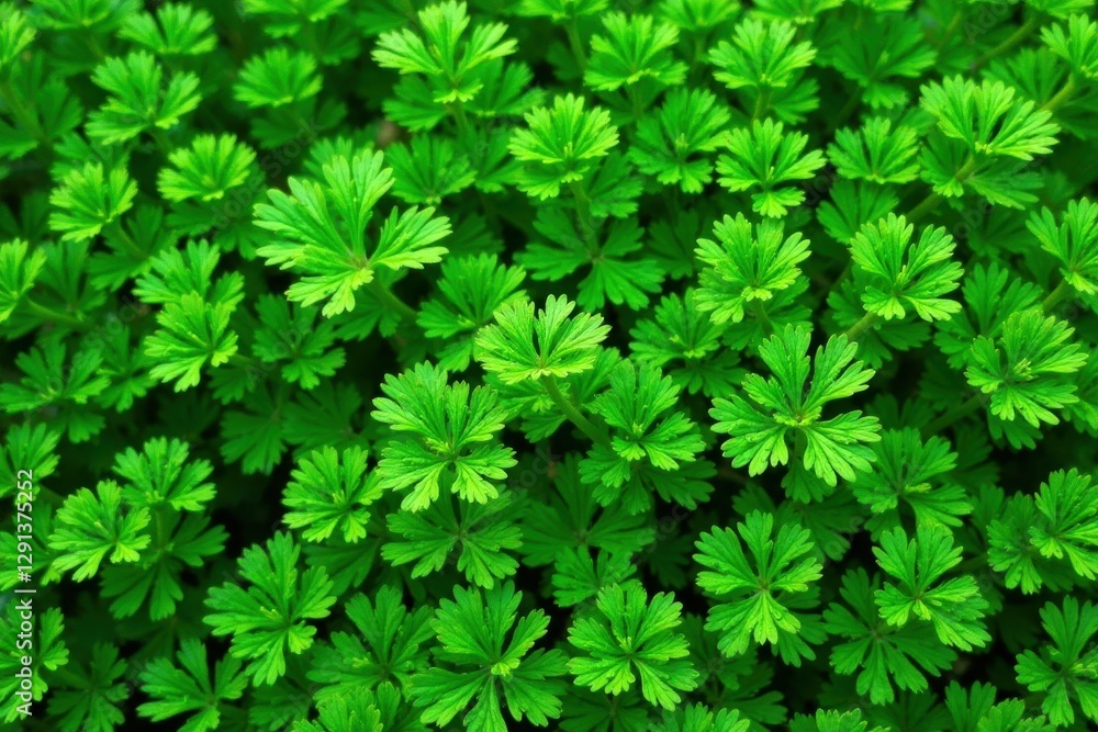 Intricate parsley sprigs woven into a seamless repeating pattern , vector, recipe Intricate parsley sprigs woven into a seamless repeating pattern , vector, recipe