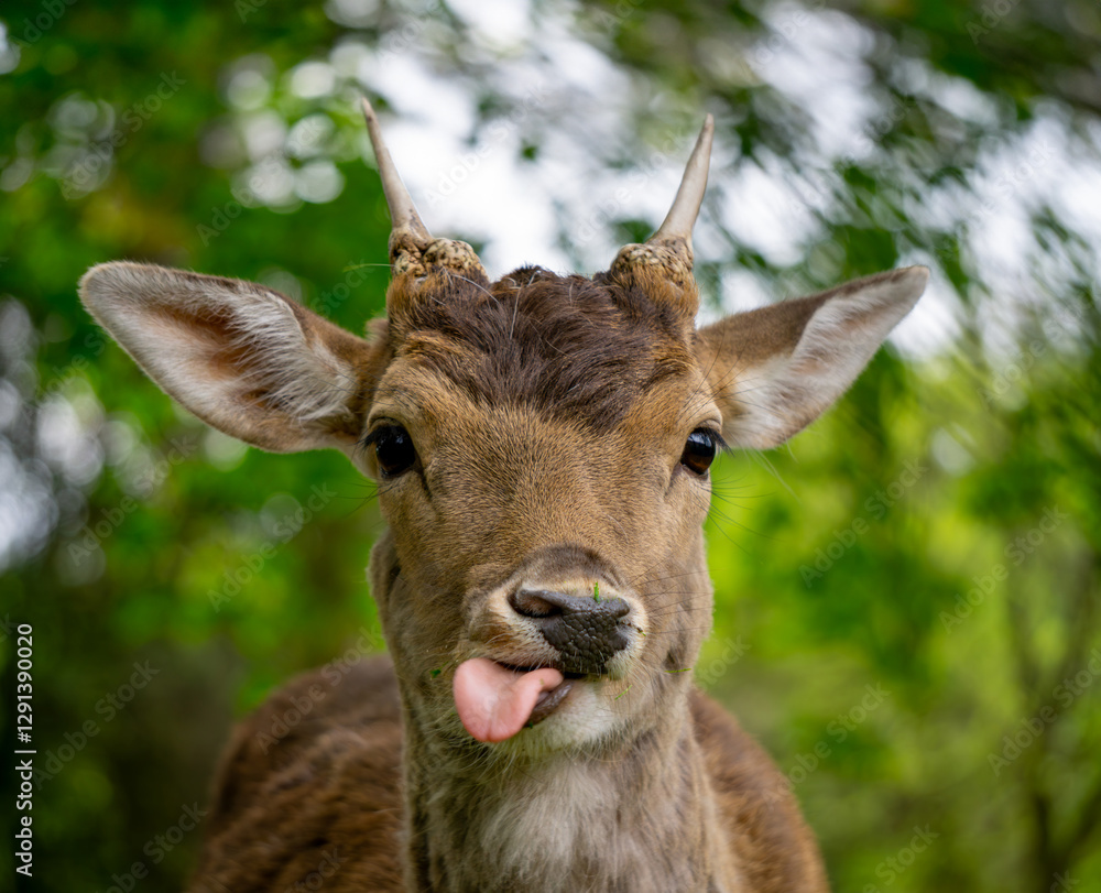 wild animal in the forest while having a meal in a funny pose, sticks its tongue out to the side. green forest in spring and summer colors, sunny beautiful day among nature, animal horns and head. blu wild animal in the forest while having a meal in a funny pose, sticks its tongue out to the side. green forest in spring and summer colors, sunny beautiful day among nature, animal horns and head. blu