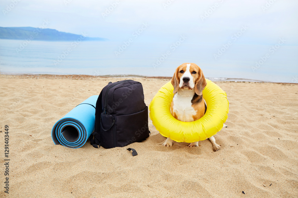 Obraz premium A beagle dog wearing a floating ring sits on a sandy beach.