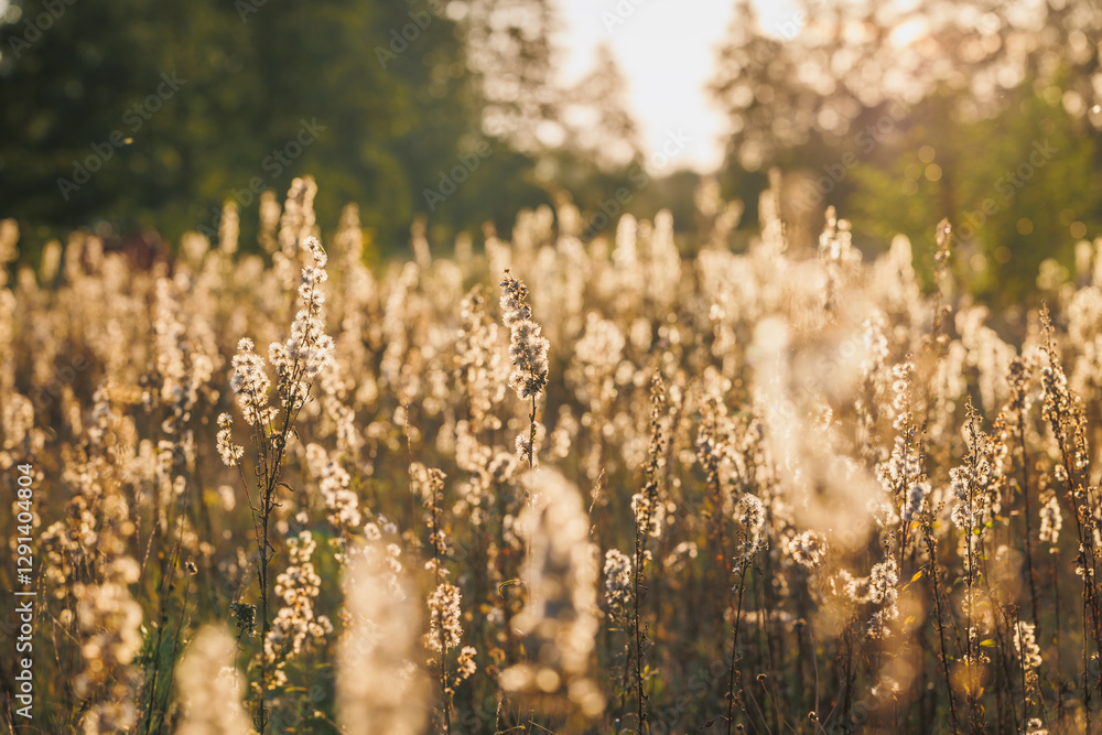 Plants on a meadow in Gmina Lochow, Mazowsze region of Poland