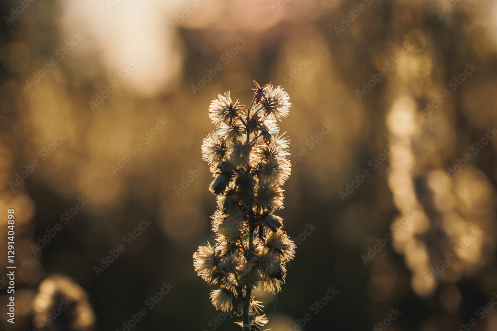 Plants on a meadow in Gmina Lochow, Mazowsze region of Poland