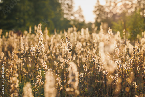Obraz na płótnie Plants on a meadow in Gmina Lochow, Mazowsze region of Poland w salonie