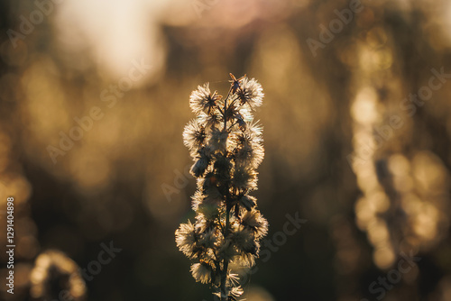 Obraz na płótnie Plants on a meadow in Gmina Lochow, Mazowsze region of Poland w salonie