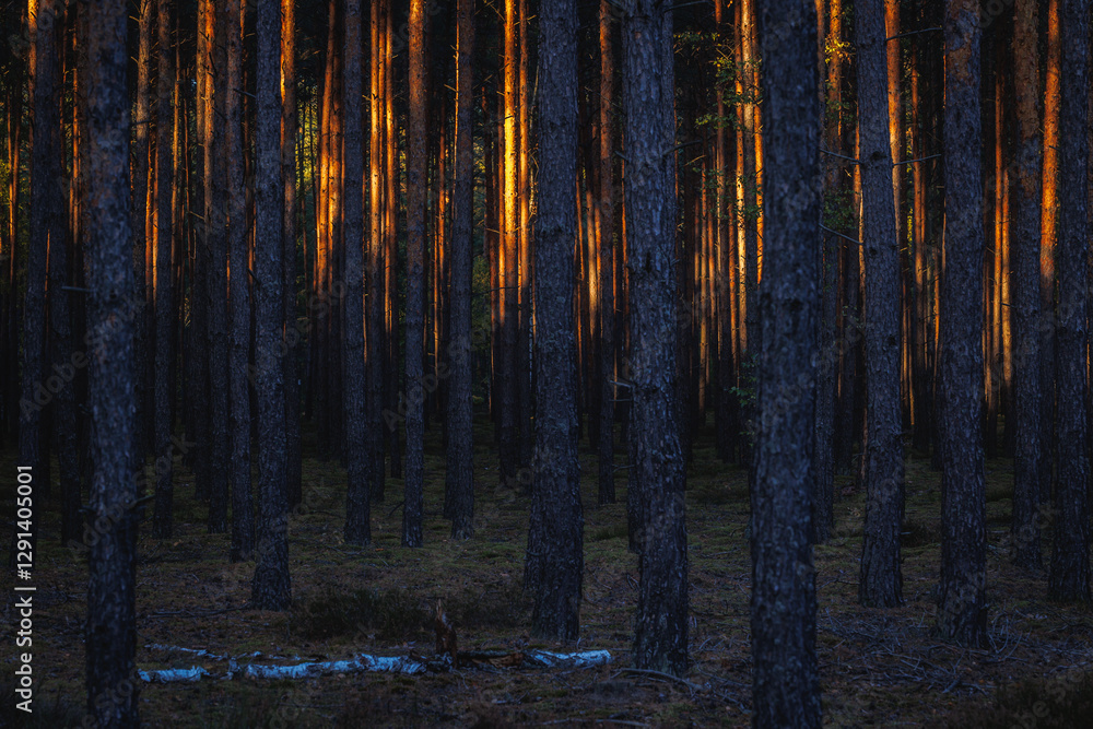 Sunset in pine tree forest in area of Lochow town, Masovia region of Poland