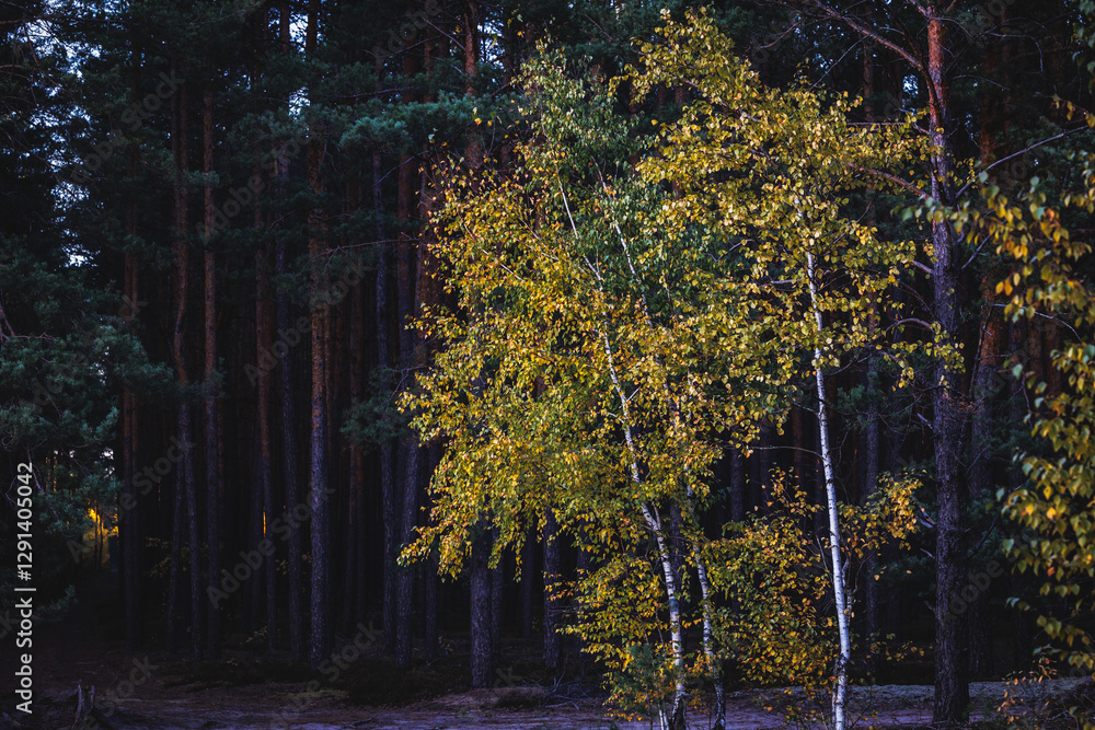 Evening in forest in area of Lochow town, Masovia region of Poland