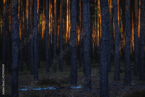 Sunset in pine tree forest in area of Lochow town, Masovia region of Poland photo