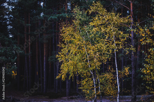 Obraz na płótnie Evening in forest in area of Lochow town, Masovia region of Poland w salonie