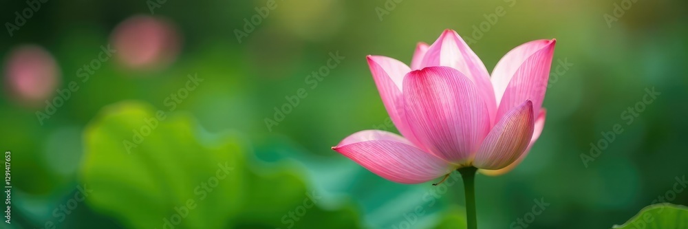 Soft pink petals unfolding on Waterleaf Grass stem, blossoms, nature, bloom Soft pink petals unfolding on Waterleaf Grass stem, blossoms, nature, bloom