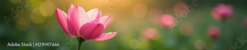 Soft pink petals unfold under gentle morning dew, peaceful scene, soft focus, flower