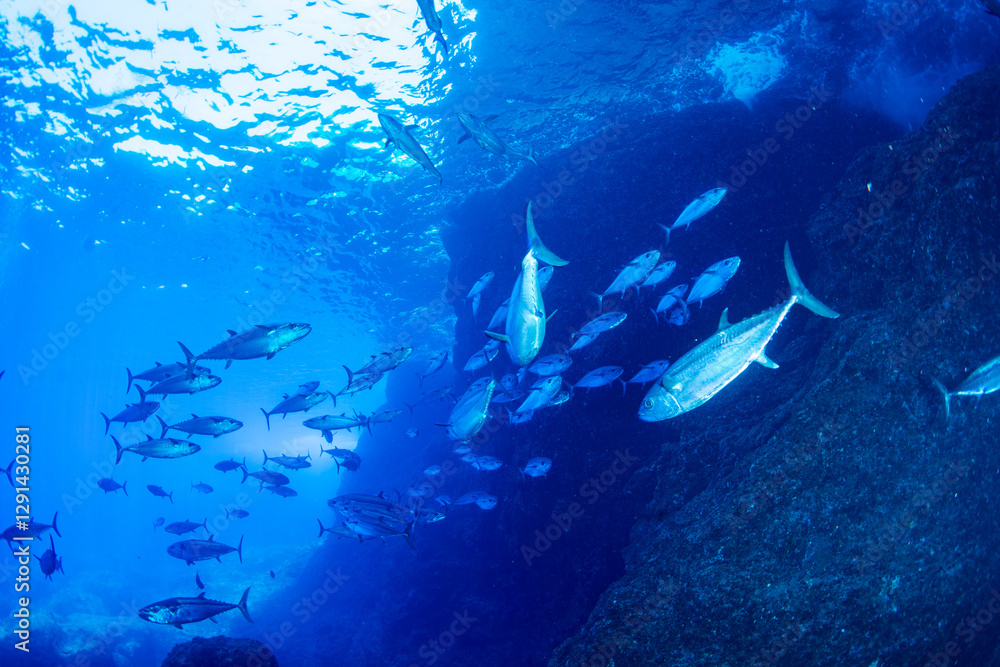 Fototapeta premium マグロ穴のイソマグロ 小笠原 東京都