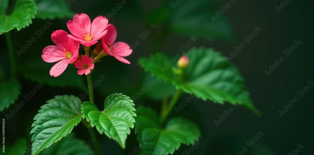 Geranium wallichianum leaves and flower clusters on a stem, stems, herbarium, nature Geranium wallichianum leaves and flower clusters on a stem, stems, herbarium, nature