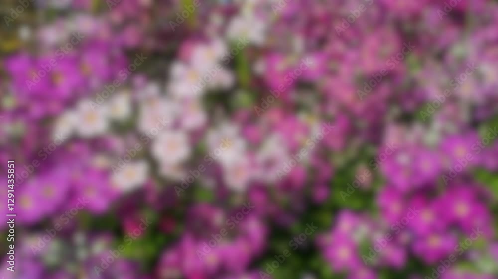 blurred Purple colour of Fairy Primrose blowing by the wind or Primula Malacoides flower blooming in the flower beds plant for the winter and early spring season. blurred Purple colour of Fairy Primrose blowing by the wind or Primula Malacoides flower blooming in the flower beds plant for the winter and early spring season.