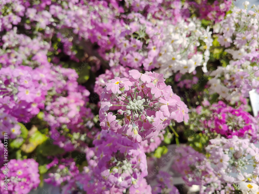 Purple colour of Fairy Primrose or Primula Malacoides flower blooming in the flower beds plant for the winter and early spring season. Purple colour of Fairy Primrose or Primula Malacoides flower blooming in the flower beds plant for the winter and early spring season.