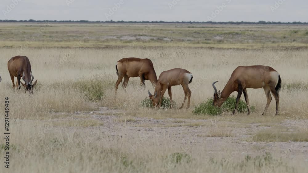 A herd of African antilopes (The hartebeest, Alcelaphus buselaphus) is grasing in the steps of the Etosha National-Park in Namibia A herd of African antilopes (The hartebeest, Alcelaphus buselaphus) is grasing in the steps of the Etosha National-Park in Namibia