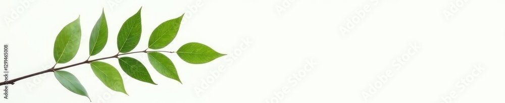 Minimalist branch with green leaves against white background, minimalist, foliage Minimalist branch with green leaves against white background, minimalist, foliage