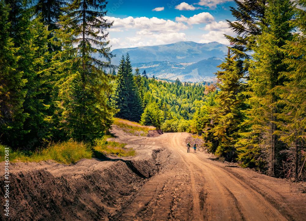 Two tourists with backpacks on the road between giant fir trees. Picturesque summer view of Carpathian mountains with dirty road, Ukraine, Europe. Active tourism concept background.