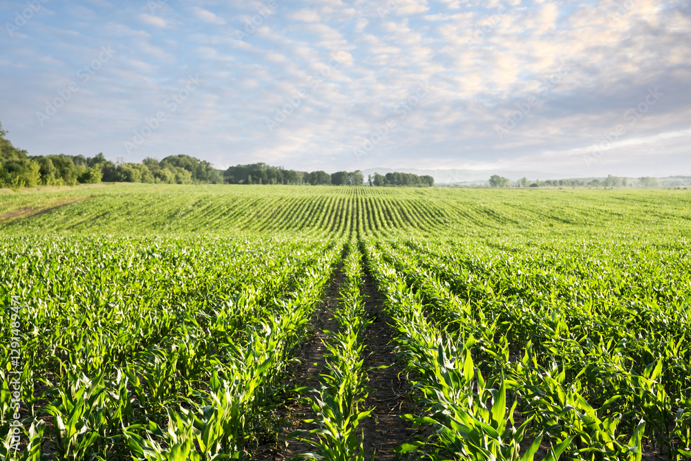 Young green corn rows forming waves across agricultural fields. Farming landscape background Young green corn rows forming waves across agricultural fields. Farming landscape background