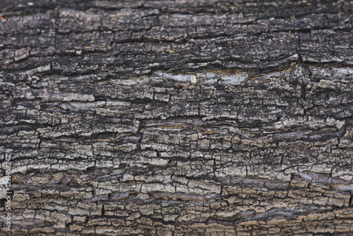 Close-up of the bark, highlighting its rough surface with various cracks and fissures. The intricate patterns and varying shades of grey and brown make the tree very interesting.