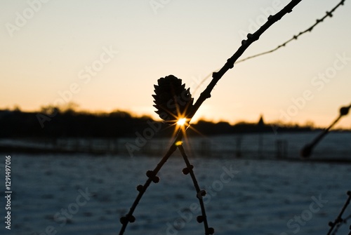 sunset on the tree cone