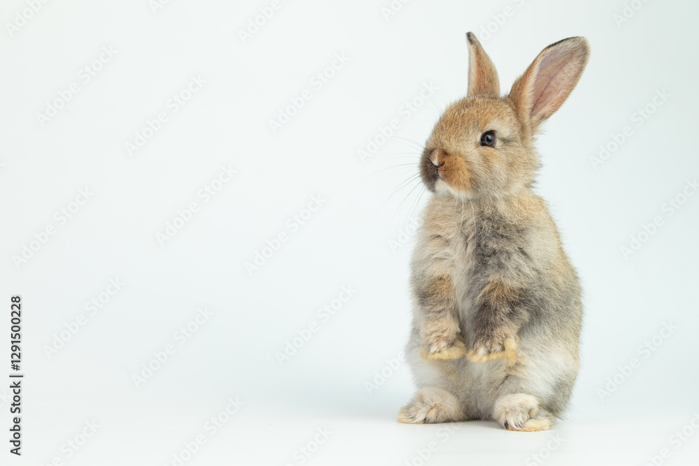 Obraz premium A healthy lovely baby brown bunny easter rabbit stand up on two legs on white background. Cute fluffy rabbit on white background Lovely mammal with beautiful bright eyes in nature life.Animal concept.