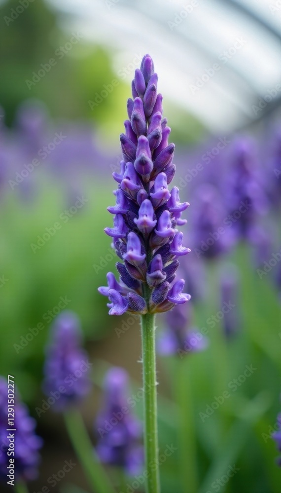 Obraz premium Intricate lavender flower, soft-focus greenhouse setting, image, decoration, photography