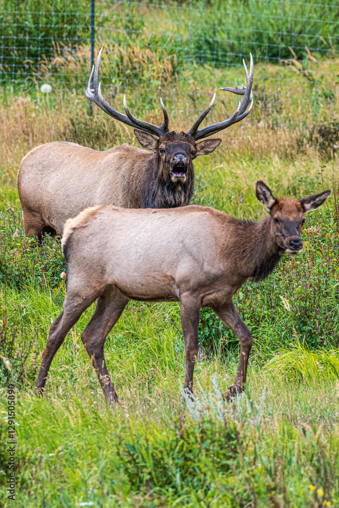 Hirsche in der Brunft im Rocky Mountain Nationalpark Hirsche in der Brunft im Rocky Mountain Nationalpark