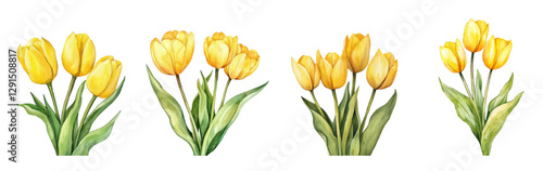 Set of watercolor yellow tulips png. Vintage bouquet of yellow tulips watercolor on transparent background. Watercolor spring flowers. Spring flowers concept. Vector illustration.
