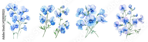 Watercolor set of blue lathyrus flowers on isolated background. Romantic wildflowers in watercolor style. Perfect for rustic designs, wedding invitations, etc. Wild blue flowers.