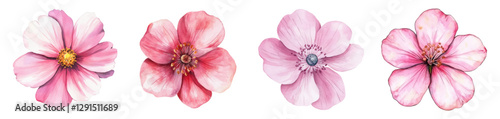 Watercolor set of sakura flowers png. Pink sakura flowers, cherry blossoms and other flowering trees in spring. Concept of spring, awakening of trees and flowering. Vector illustration.