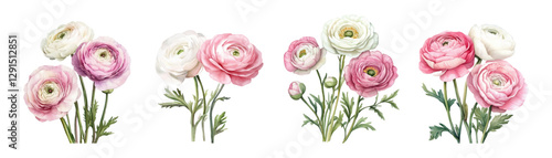 Watercolor set of Ranunculus flowers png. Part of a bouquet composition. Floral element. Watercolor pink Ranunculus flowers isolated. Vector illustration.