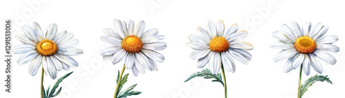 Watercolor set of white daisies png. Watercolor white flowers with lush petals and yellow center as well as green stem and leaves. Aquarelle botany of wildflowers, flowers for flower beds, etc.