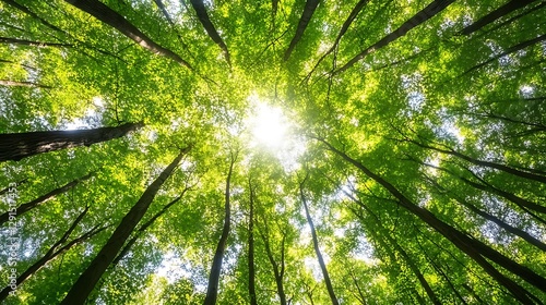 Looking up through the forest canopy toward the bright sunlight above
