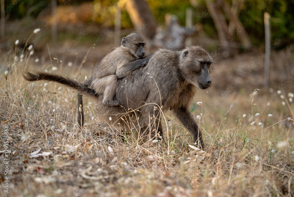 Fototapeta premium A Chacma Baboon troop foraging and playing at sunset near Cape Point Nature Reserve - Cape Town, South Africa